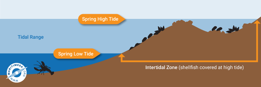 intertidal-zone_1